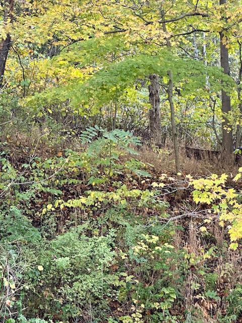 Listing Photo 137417